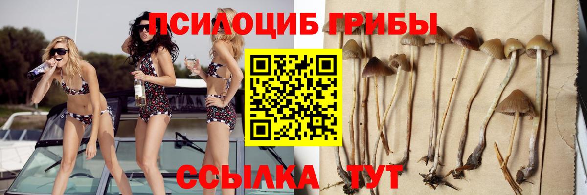 Санкт-Петербург  Псилоцибиновые грибы Psilocybe  Вход с VPN 